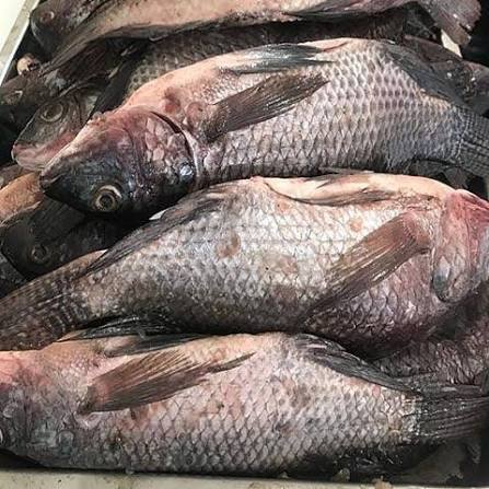 Blue Tilapia
