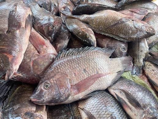 Tilapia
